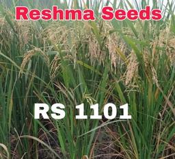 RS 1101 Non Shattering Paddy Seeds