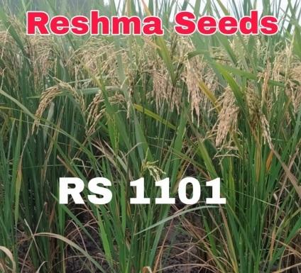 RS 1101 Non Shattering Paddy Seeds