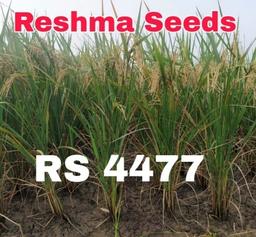 RS 4477 Medium Slender Paddy Seeds