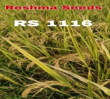 RS 1116 Paddy Seeds
