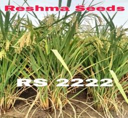 RS 2222 Maize Seeds