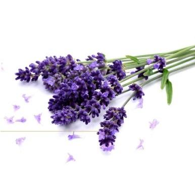 Kashmir Lavender Oil