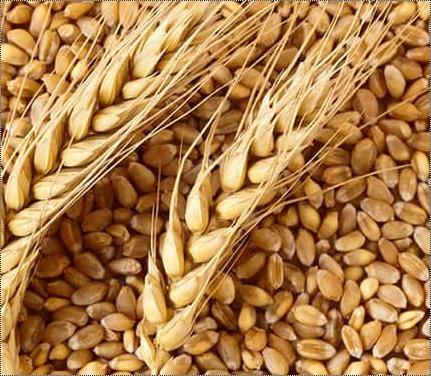  Organic Wheat