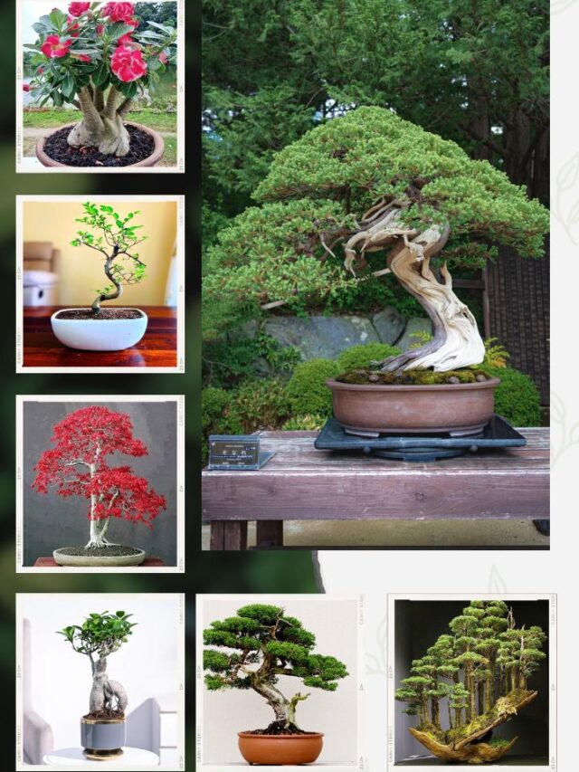 The Top 6 Indoor Bonsai Plants Suited for Indian Climates