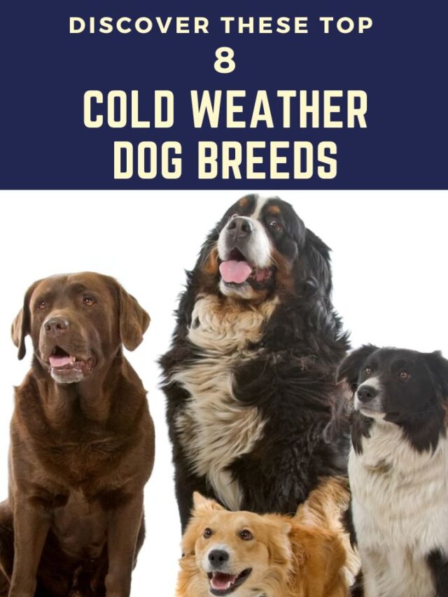 Discover These Top 8 Cold Weather Dog Breeds GetDistributors