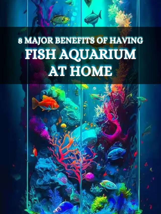 8 Major Benefits of Having Fish Aquarium at Home
