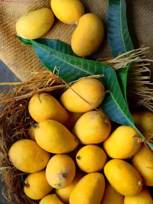 Most Popular Mango Varieties in India