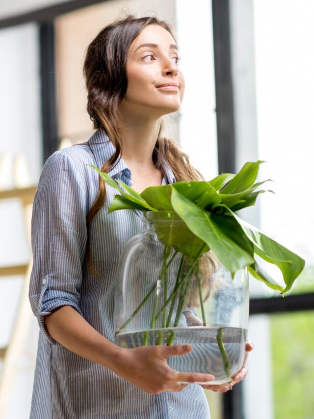 Top 7 HeatAbsorbing Plants To Cool Your Home GetDistributors