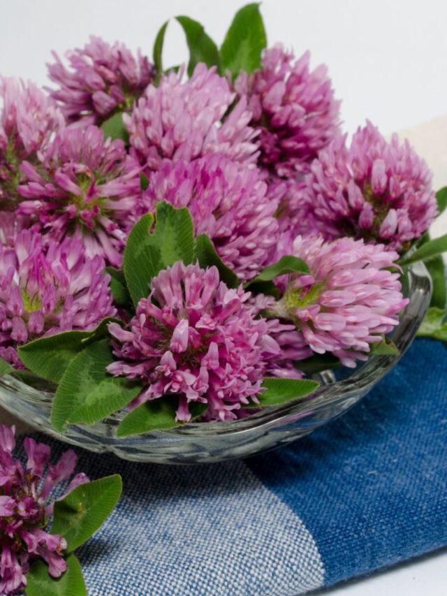 Top Easily Available Herbs For Effective Blood Purification